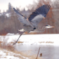 Winter Flight