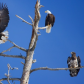 Trio of Eagles