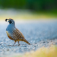 Strutting through the neighbourhood 