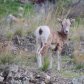 Baby California Big Horn Sheep