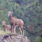 Mom & Baby California Big Horn Sheep