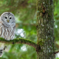 Barred Owl Portrait