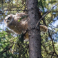 Owl School