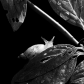 SNAIL Black & White