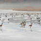 Geese on Frozen Pond