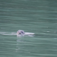 Seals