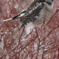 Hawk Owl in the snow