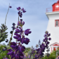 Famous PEI Lupins