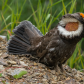 Strutting his stuff