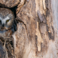 Northern Saw-Whet Owl