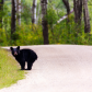 Curious Cub