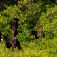 Foraging Family