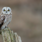 Short-eared Owl Portrait 