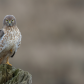 Northern Harrier 