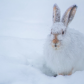 Snowy Winter Rabbit