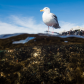 Seagull From Below