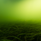 Sea Grass in the Emerald Sea