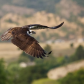 Osprey on the Move