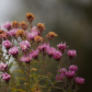 Beautiful Asters