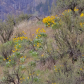 Balsamorhiza sagittata 