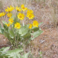 Balsamorhiza sagittata 