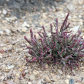 Red Glasswort