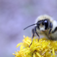 Two-ranked Bumble Bee