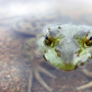 American Bullfrog