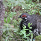 Spruce Grouse Male