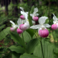 Showy Lady's Slippers Super Bloom