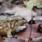 Mother Toad