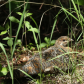 Spruce Grouse Female