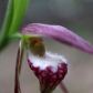 Ram's Head Lady's Slipper Orchid