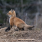 red fox kit dispute