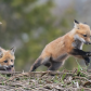 fox kits chasing