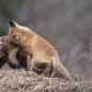 fox kits fighting