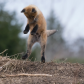 fox kit jumping