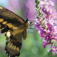 butterfly in flowers