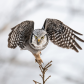 Northern Hawk Owl takes off