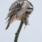 Northern Hawk Owl with its prey