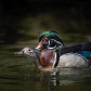 Wood duck is having fun