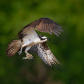 Osprey flying away with a catch