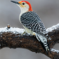 Red-bellied woodpecker