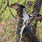 Osprey with Lunch