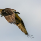 Osprey in Flight