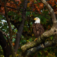 Majestic Bald Eagle