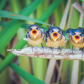 The Barn Swallow Choir