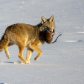 Coyote with a Fresh Meal