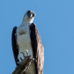 Curious Osprey