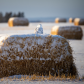 Snowy Owl on a Mini Wheat